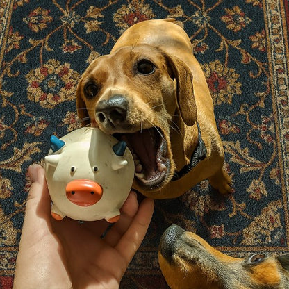 Jouet pour chien | Ultra-résistant - Fourtous