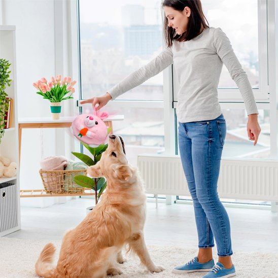 Jouets chien | Durables & Interactifs - Fourtous