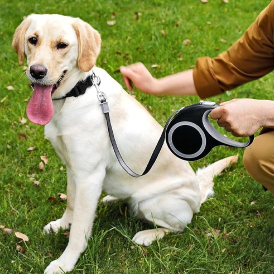 Laisse pour Chien | Robuste & Sécurité - Fourtous