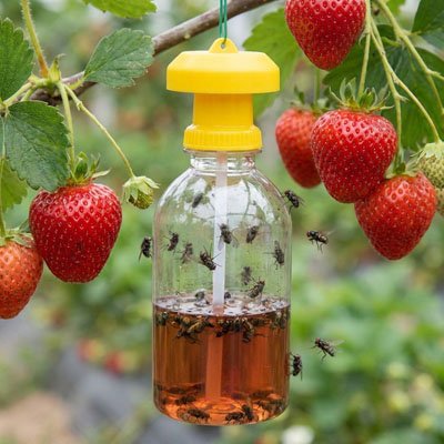 Piege a mouche | Naturel et Discret - Fourtous