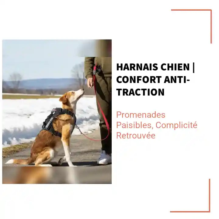 Harnais chien | Confort Anti-Traction by@Outfy