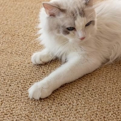 Tapis griffoir chat | Protecteur 2-en-1 - Fourtous